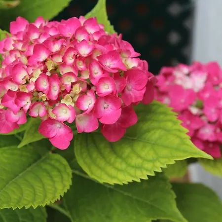 El Arco Conil De La Frontera