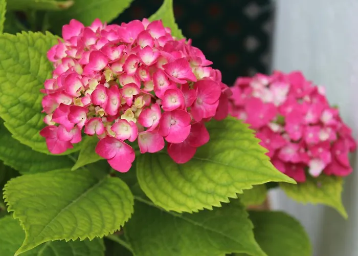 El Arco كونيل ذي لا فرونتيرا